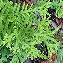 Polypodium vulgare s.l. Bifido Multifidum