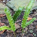 Asplenium scolopendrium Marginata Angustissima