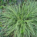 Carex oshimensis Fiwhite