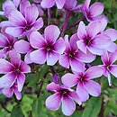 Phlox paniculata Early Purple Pink Eye