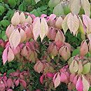 Euonymus alatus Select