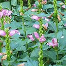 Chelone lyonii (żółwik Lyona)