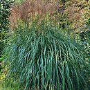 Miscanthus sinensis Kupferberg
