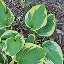 Hosta Moongate Flying Saucer