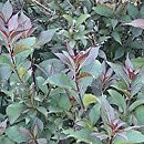 Weigela Naomi Campbell