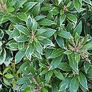 Pieris Mouwsvila