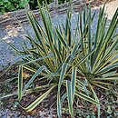 Yucca filamentosa Bright Edge
