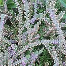 Calluna vulgaris Jan Dekker