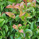 Leucothoe axillaris Curly Red