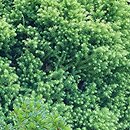 Cryptomeria japonica Vilmorin Gold