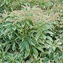 Pieris Flaming Silver