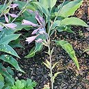 Hosta Titanium
