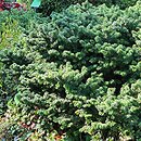 Abies balsamea Kiwi