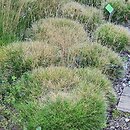 Festuca gautieri Pic Carlit