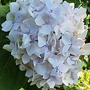 Hydrangea macrophylla Madame Gilles Goujon