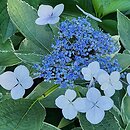 Hydrangea macrophylla Maculata