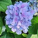 Hydrangea macrophylla Gartenbaudirektor Kühnert