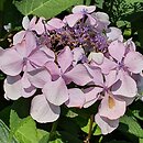 Hydrangea macrophylla Beaute Vendomoise