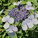 Hydrangea macrophylla Tricolor