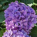 Hydrangea macrophylla Europa