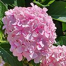 Hydrangea macrophylla Otaksa