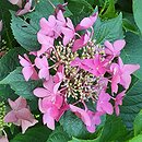 Hydrangea macrophylla Rotschwanz