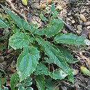 Epimedium wushanense (epimedium wuszańskie)