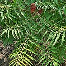 Rhus typhina Baltiger
