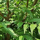 Euonymus alatus Blade Runner