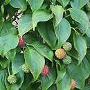 Cornus kousa ssp. chinensis Weaver's Weeping