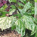 Cercis canadensis Alley Cat