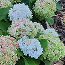 Hydrangea macrophylla Florencia