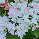 Hydrangea macrophylla Finya