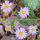Aster mongolicus Antonia