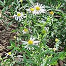 Aster mongolicus Mon Jardin