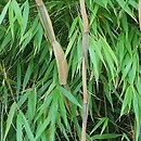 Fargesia scabrida cv. Asian Wonder (Fargezja szorstka 