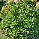 Viburnum farreri December Dwarf