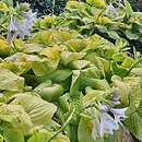 Hosta Tortilla Chip