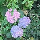 Hydrangea macrophylla Gertrud Glahn