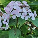 Hydrangea macrophylla Brympton Mauve
