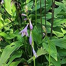 Hosta clausa var. normalis