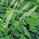 Heuchera villosa var. macrorhiza