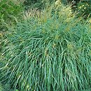 Miscanthus sinensis Yaku Jima