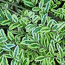 Lonicera nitida Lemon Beauty