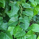 Morus latifolia cv. Spirata (morwa szerokolistna 'Spirata')