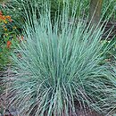 Schizachyrium scoparium Standing Ovation