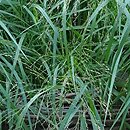 Panicum virgatum Squaw