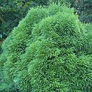 Cryptomeria japonica Globosa