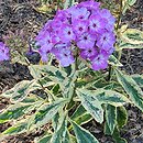 Phlox paniculata Olympus