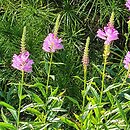 Physostegia virginica Bouquet Rose